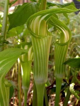 Image of Jack in the pulpit