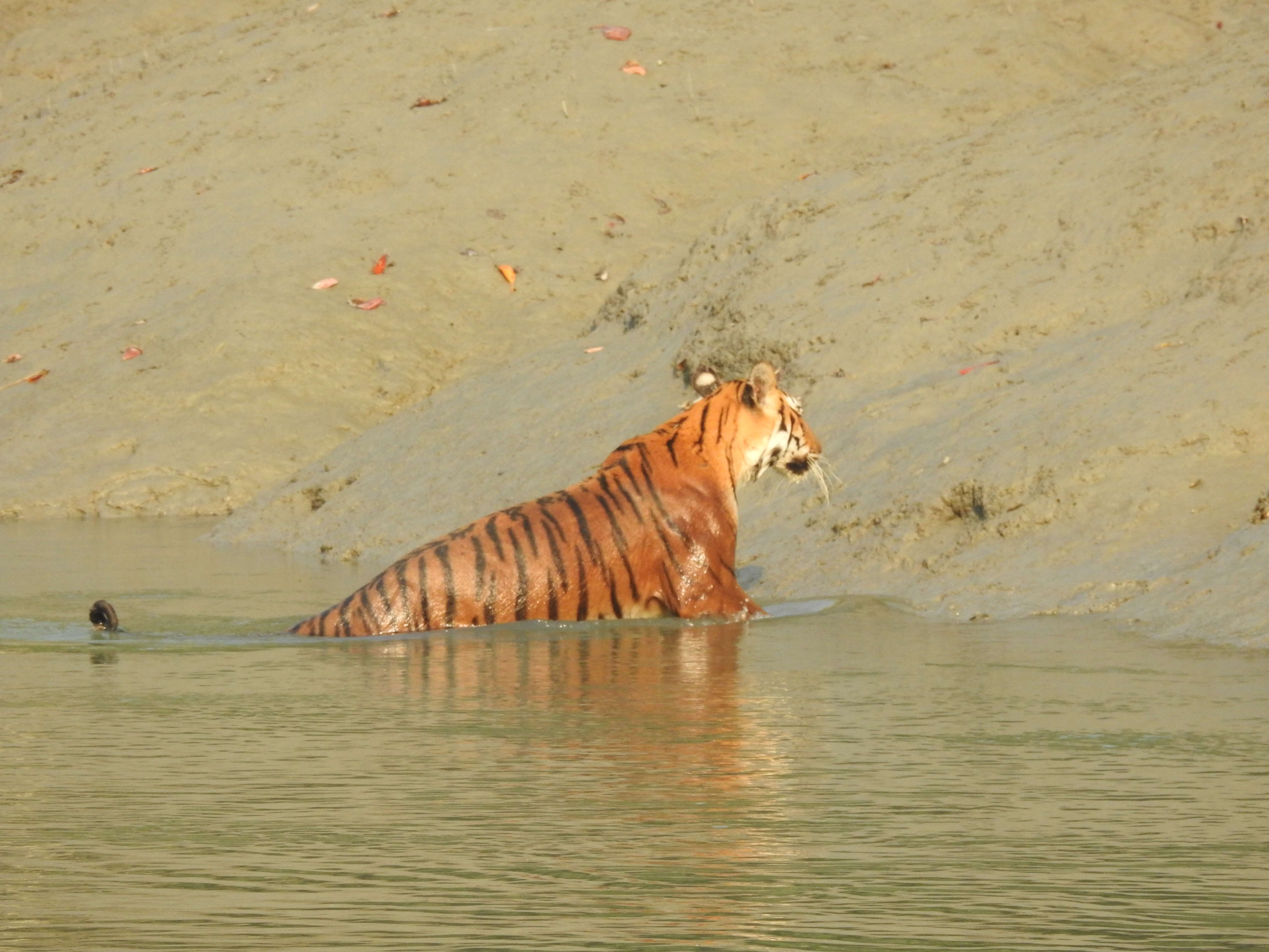 Image of Tiger