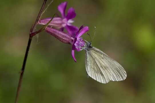 Image of Wood White