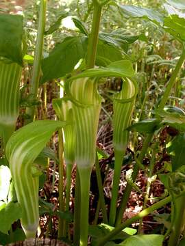 Image of Jack in the pulpit