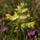 Image of late-flowering yellow rattle