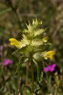 Image of late-flowering yellow rattle