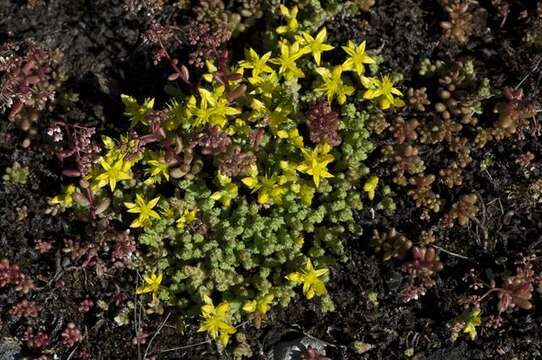 Image of stonecrop