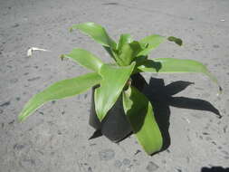 Image of foolproofplant