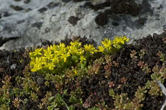 Image of stonecrop