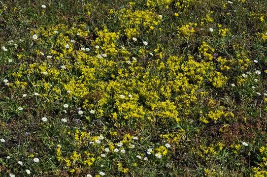 Image of stonecrop