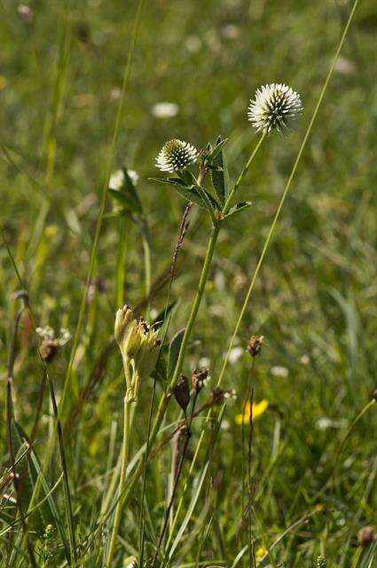صورة Trifolium montanum L.