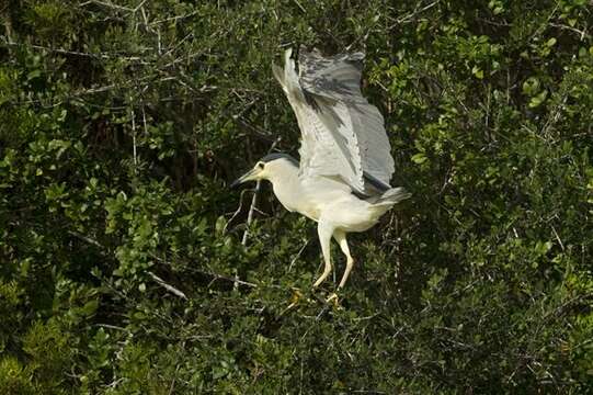 Image of Night Herons