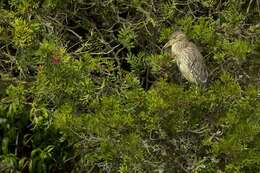 Image of Night Herons