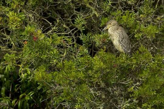 Image of Night Herons