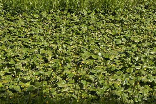 Image of pond-lily