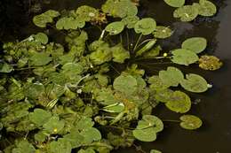 Image of pond-lily