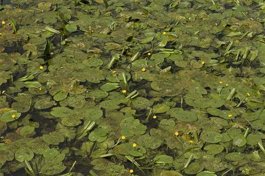 Image of pond-lily