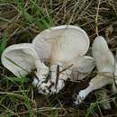 Image of Sweetbread Mushroom