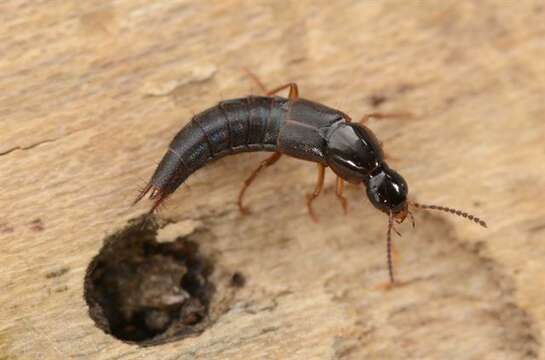 Image of rove beetles