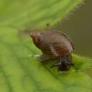 Image of amber snail