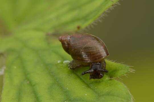 Image of Succineoidea Beck 1837