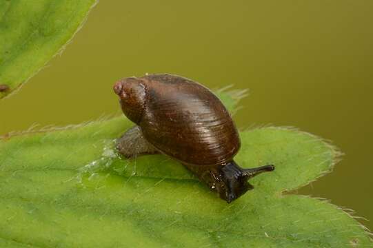 Image of Succineoidea Beck 1837