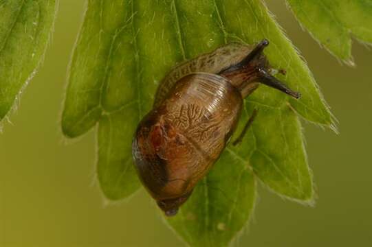 Image of Succineoidea Beck 1837