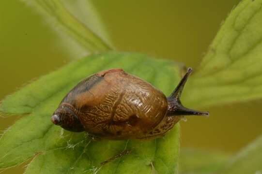 Image of Succineoidea Beck 1837