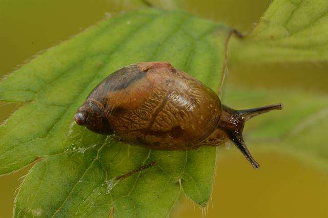 Image of Succineoidea Beck 1837