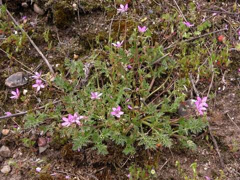 Imagem de Erodium