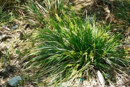 Sivun Carex metallica H. Lév. kuva