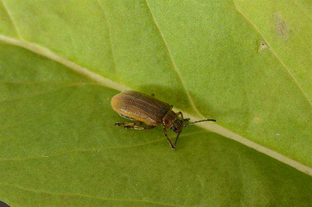 Image of <i>Galerucella aquatica</i>