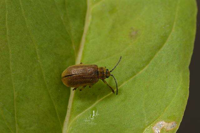 Image of <i>Galerucella aquatica</i>