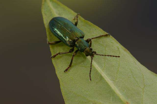 Image of Polyphaga