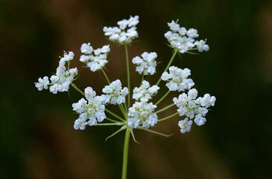 Image of ammi