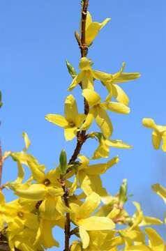 Image of forsythia