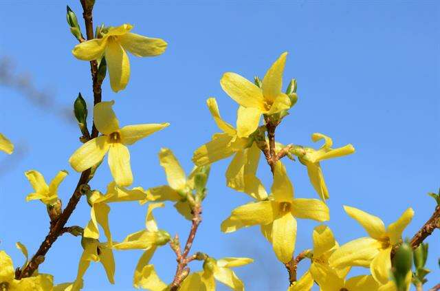 Image of forsythia