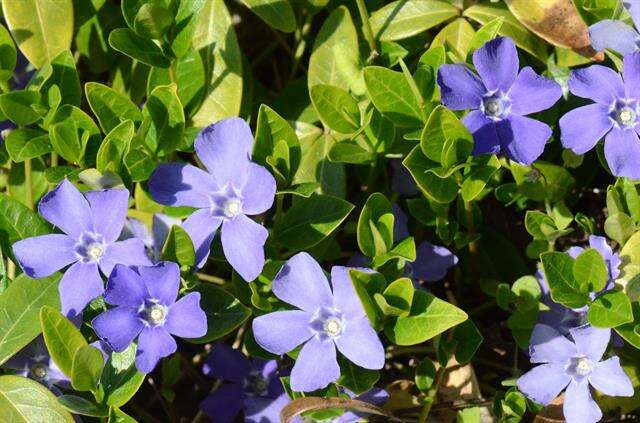 Image of periwinkle
