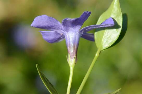 Image of periwinkle