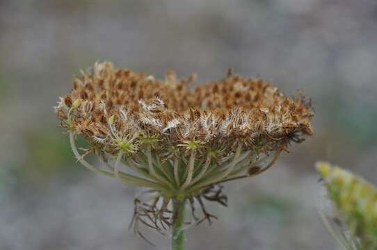 Image of wild carrot