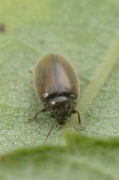 Image of marsh beetles