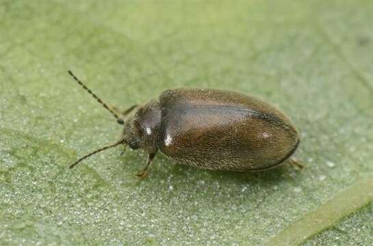 Image of marsh beetles