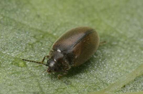 Image of marsh beetles