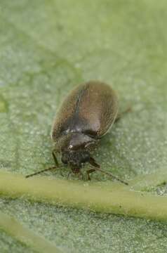 Image of marsh beetles