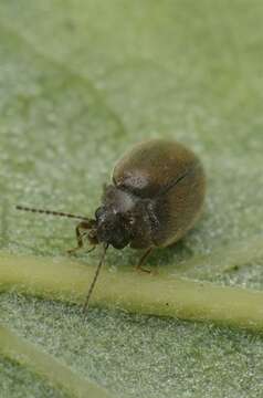 Image of marsh beetles