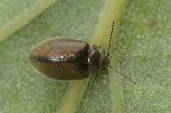 Image of marsh beetles