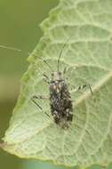 Image of Phytocoris