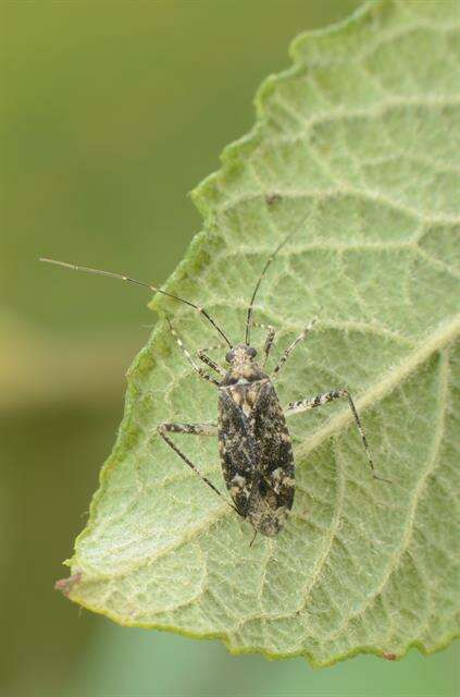 Image of Phytocoris