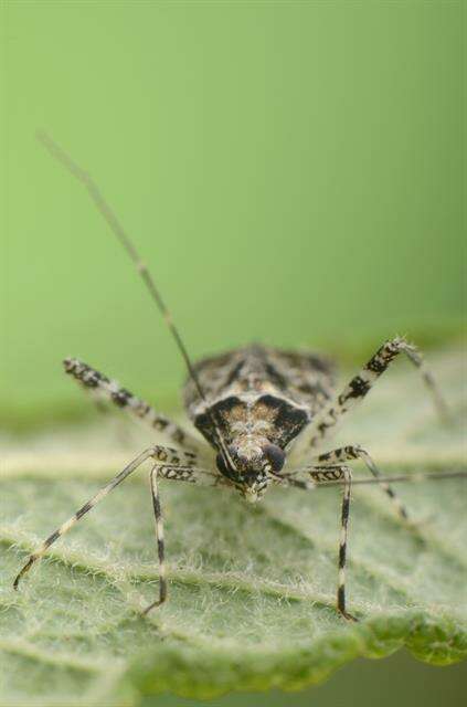 Image of Phytocoris