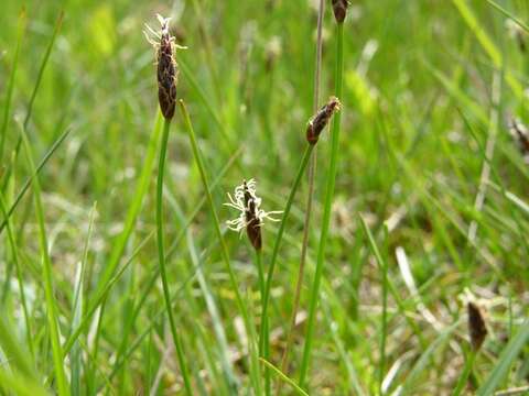 Imagem de Eleocharis uniglumis (Link) Schult.