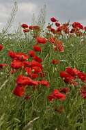 Image of poppy family