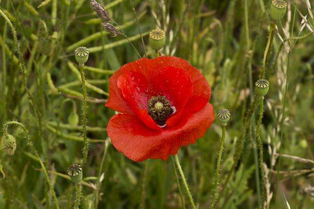 Image of poppy family