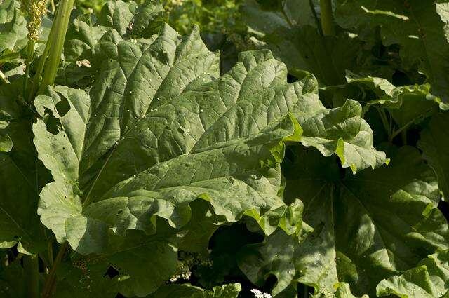 Image of rhubarb