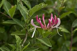 Image of honeysuckle